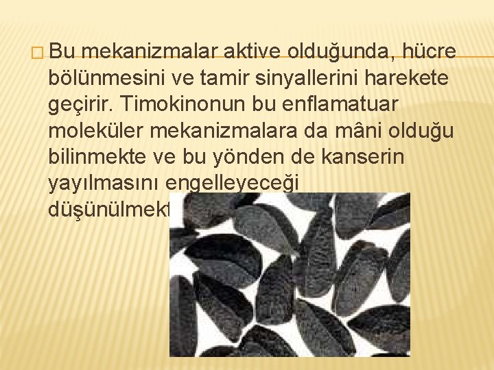 � Bu mekanizmalar aktive olduğunda, hücre bölünmesini ve tamir sinyallerini harekete geçirir. Timokinonun bu