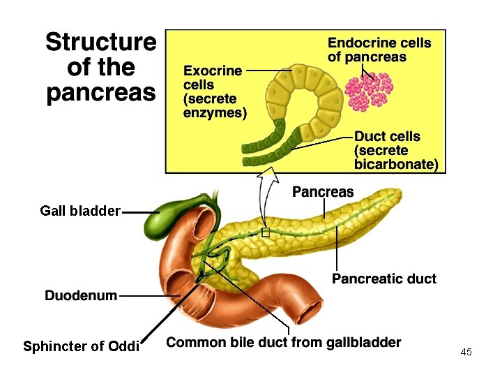 Gall bladder Sphincter of Oddi 45 