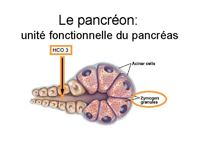 Le pancréon: unité fonctionnelle du pancréas HCO 3 - 