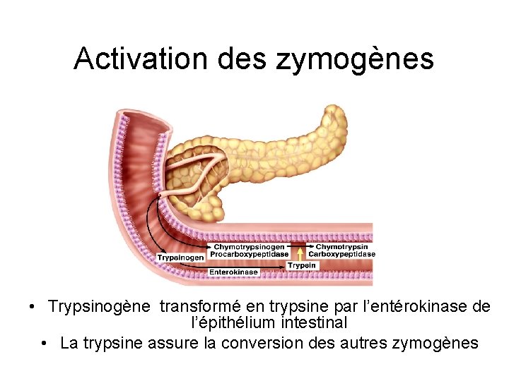 Activation des zymogènes • Trypsinogène transformé en trypsine par l’entérokinase de l’épithélium intestinal •