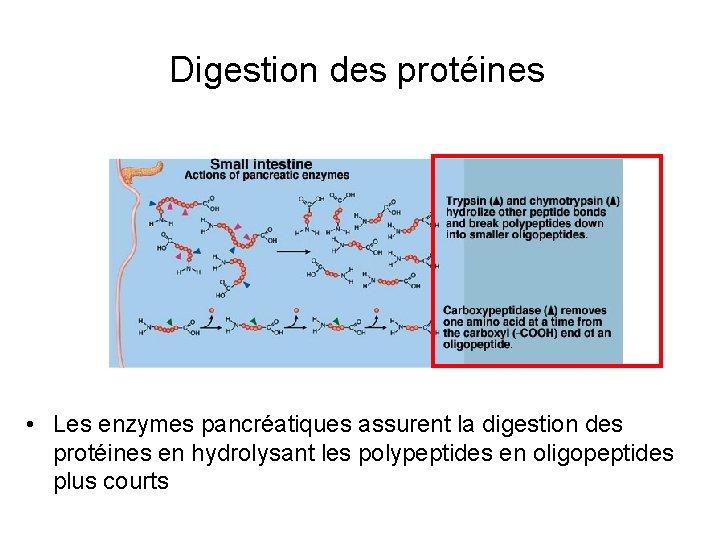 Digestion des protéines • Les enzymes pancréatiques assurent la digestion des protéines en hydrolysant