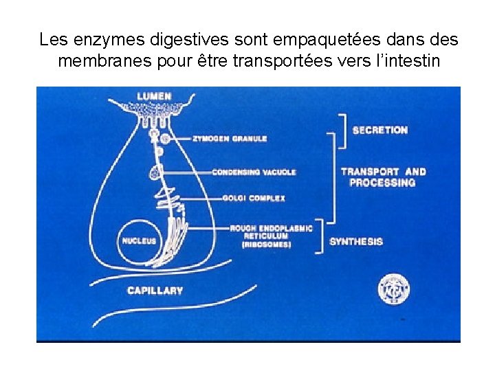 Les enzymes digestives sont empaquetées dans des membranes pour être transportées vers l’intestin 