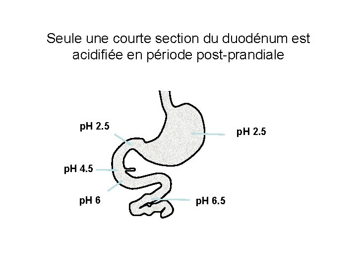 Seule une courte section du duodénum est acidifiée en période post-prandiale p. H 2.