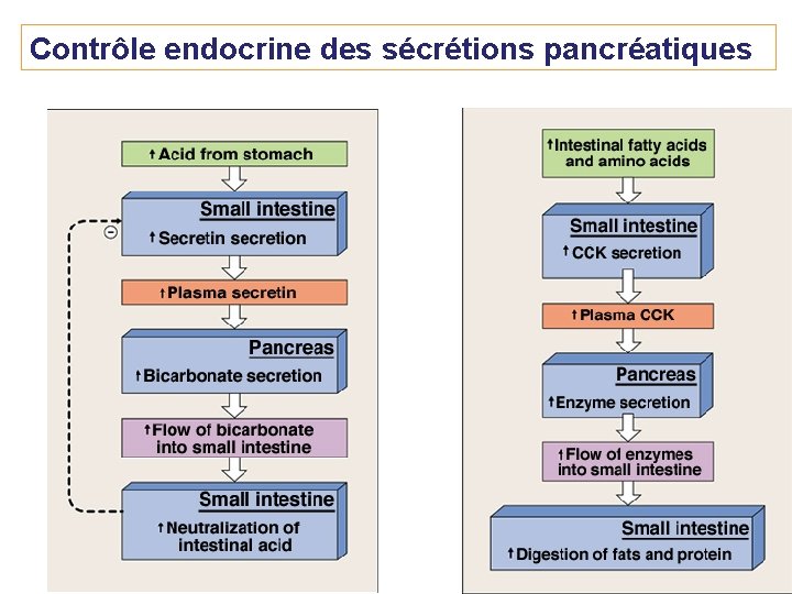 Contrôle endocrine des sécrétions pancréatiques 