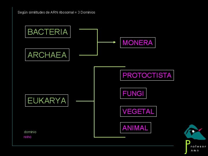 Según similitudes de ARN ribosomal = 3 Dominios BACTERIA MONERA ARCHAEA PROTOCTISTA EUKARYA FUNGI