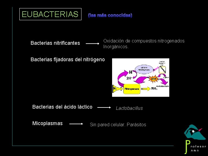 EUBACTERIAS (las más conocidas) Oxidación de compuestos nitrogenados Inorgánicos. Bacterias nitrificantes Bacterias fijadoras del