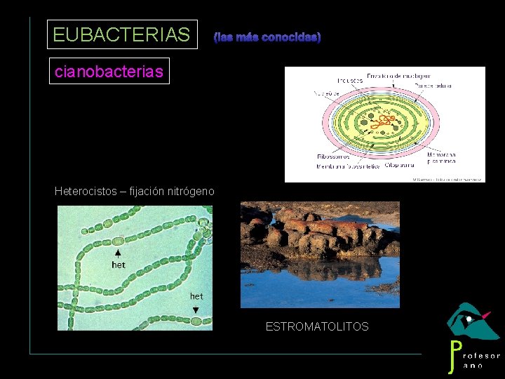 EUBACTERIAS (las más conocidas) cianobacterias Heterocistos – fijación nitrógeno ESTROMATOLITOS 