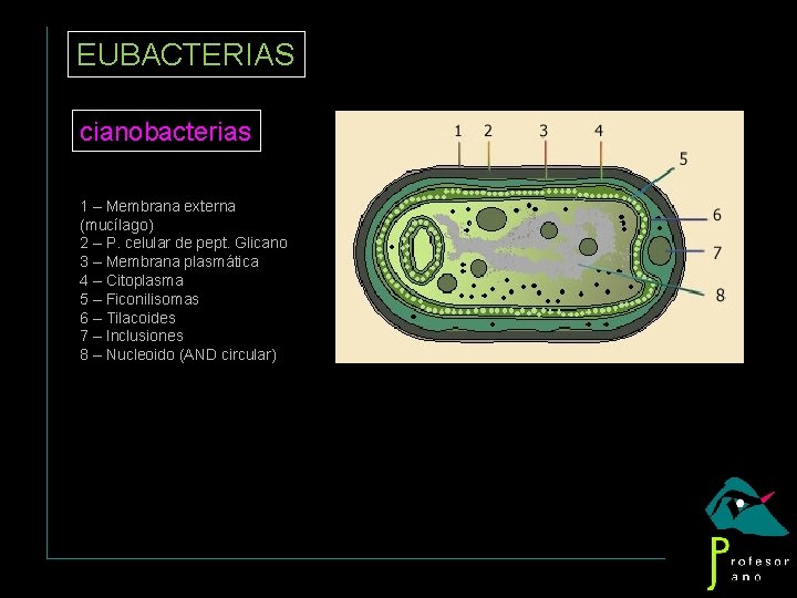 EUBACTERIAS cianobacterias 1 – Membrana externa (mucílago) 2 – P. celular de pept. Glicano