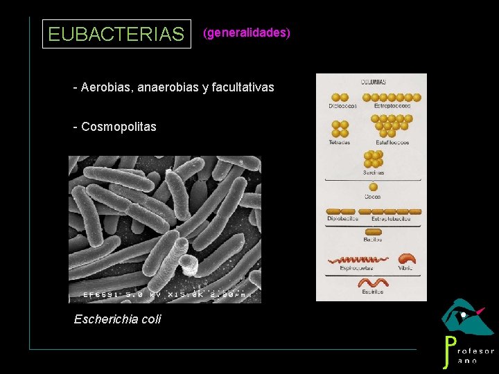 EUBACTERIAS (generalidades) - Aerobias, anaerobias y facultativas - Cosmopolitas Escherichia coli 