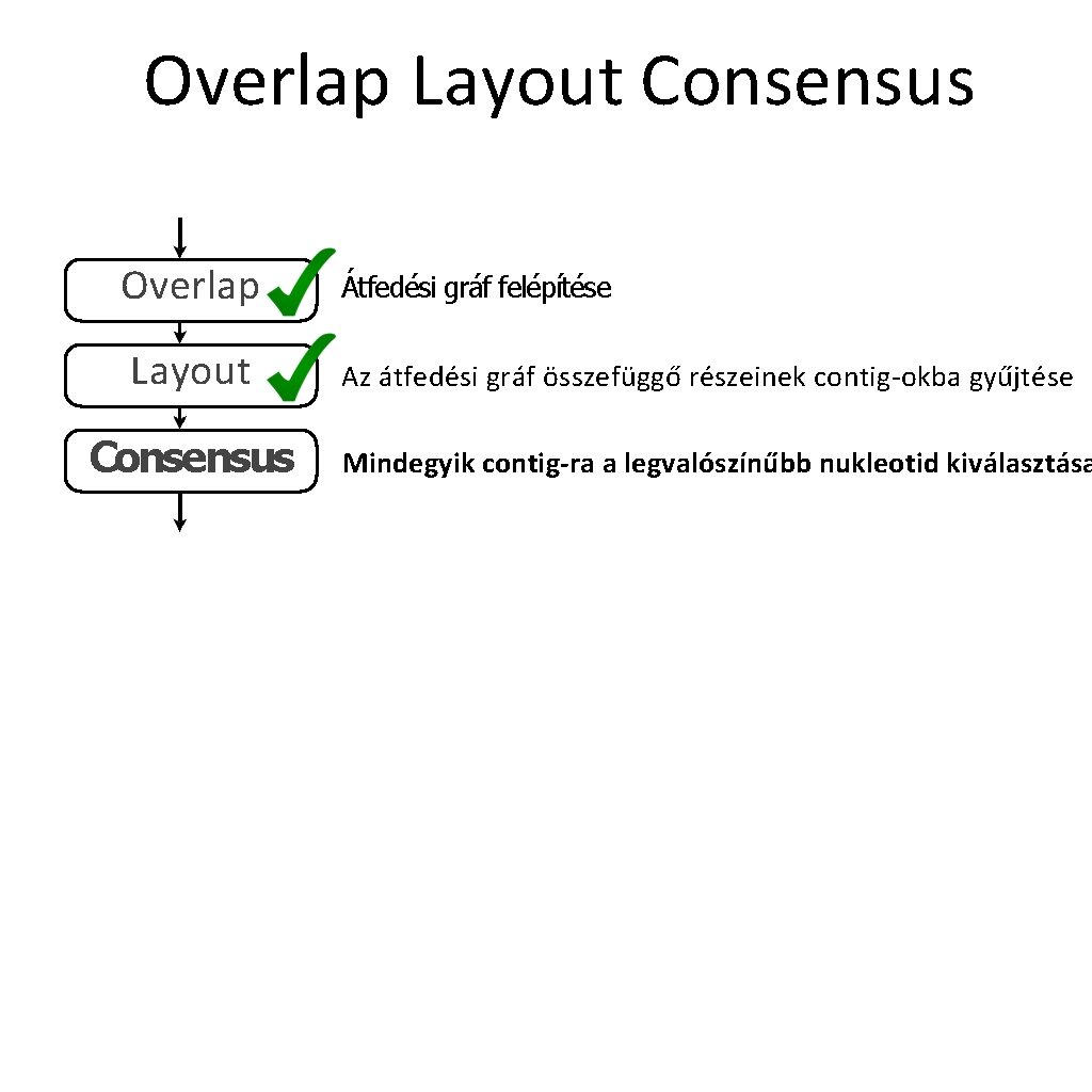 Overlap Layout Consensus Átfedési gráf felépítése Az átfedési gráf összefüggő részeinek contig-okba gyűjtése Mindegyik