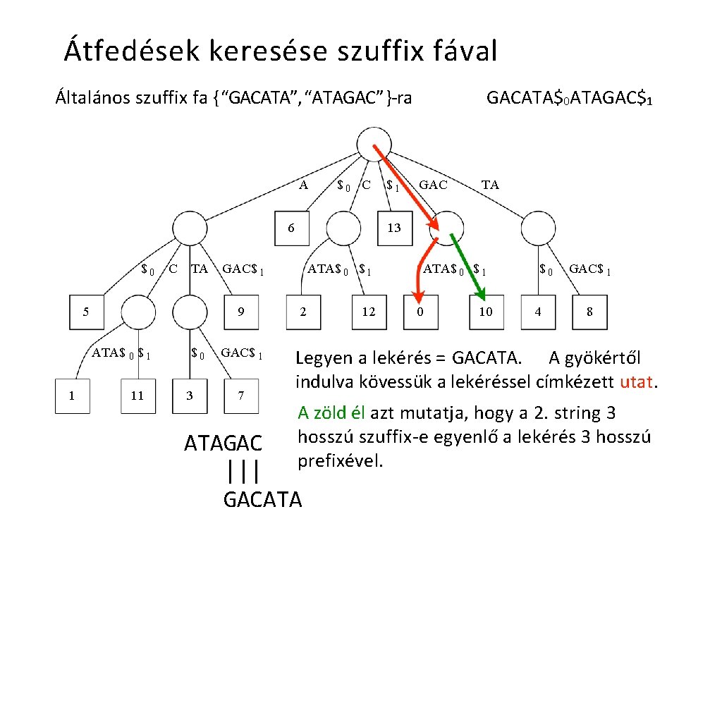 Átfedések keresése szuffix fával Általános szuffix fa { “GACATA”, “ATAGAC” }-ra A $0 C