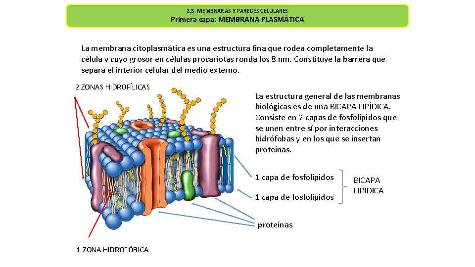 2. 3. MEMBRANAS Y PAREDES CELULARES Primera capa: MEMBRANA PLASMÁTICA La membrana citoplasmática es