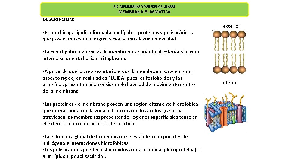 2. 3. MEMBRANAS Y PAREDES CELULARES MEMBRANA PLASMÁTICA DESCRIPCIÓN: • Es una bicapa lipídica