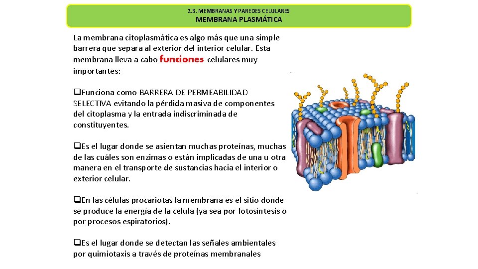 2. 3. MEMBRANAS Y PAREDES CELULARES MEMBRANA PLASMÁTICA La membrana citoplasmática es algo más