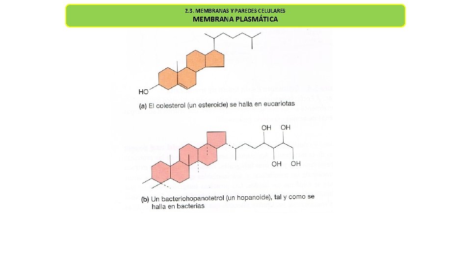 2. 3. MEMBRANAS Y PAREDES CELULARES MEMBRANA PLASMÁTICA 