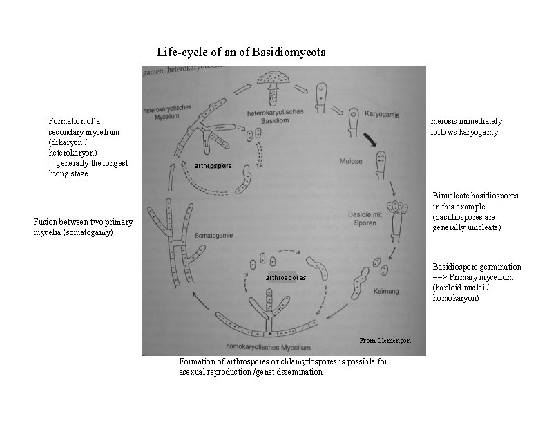 Life-cycle of an of Basidiomycota Formation of a secondary mycelium (dikaryon / heterokaryon) --