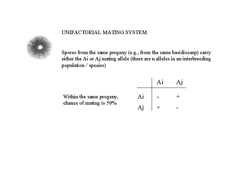 UNIFACTORIAL MATING SYSTEM Spores from the same progeny (e. g. , from the same