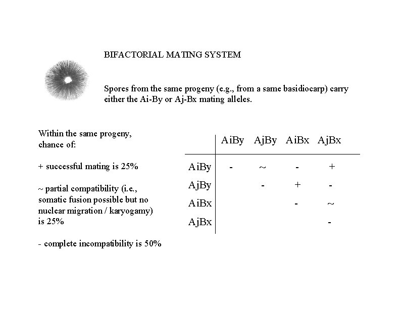 BIFACTORIAL MATING SYSTEM Spores from the same progeny (e. g. , from a same