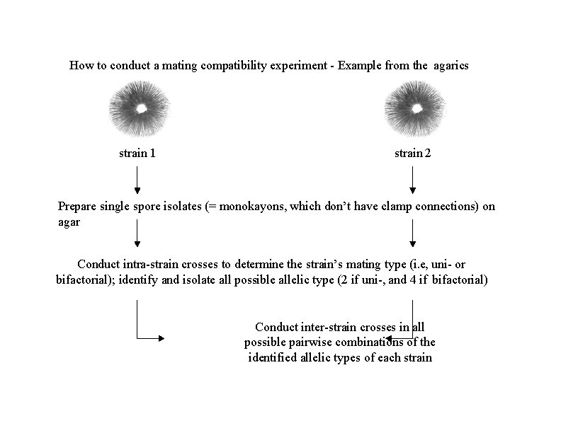 How to conduct a mating compatibility experiment - Example from the agarics strain 1