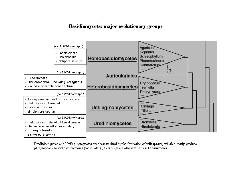 Basidiomycota: major evolutionary groups (ca. 11, 000 known spp. ) - basidiomat a -