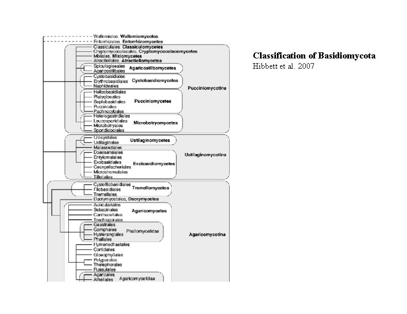 Classification of Basidiomycota Hibbett et al. 2007 