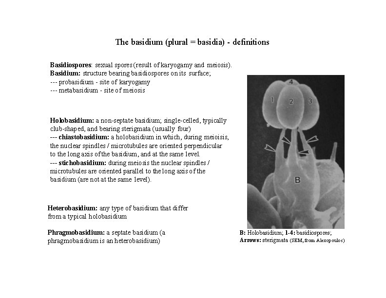 The basidium (plural = basidia) - definitions Basidiospores: sexual spores (result of karyogamy and