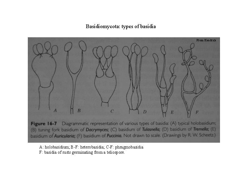 Basidiomycota: types of basidia From Kendrick A: holobasidium; B-F: heterobasidia; C-F: phragmobasidia F: basidia