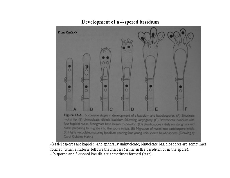 Development of a 4 -spored basidium From Kendrick -Basidiospores are haploid, and generally uninucleate;