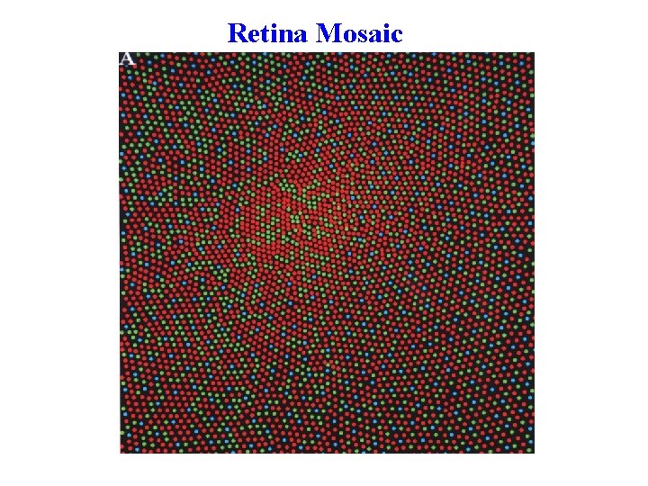 Retina Mosaic 