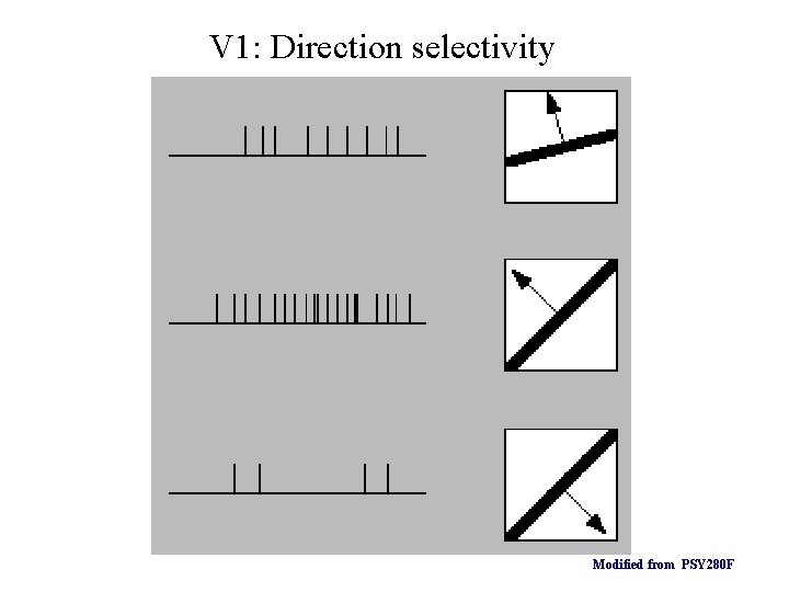 V 1: Direction selectivity Modified from PSY 280 F 