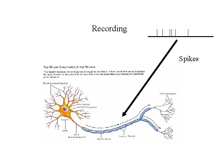 Recording Spikes 