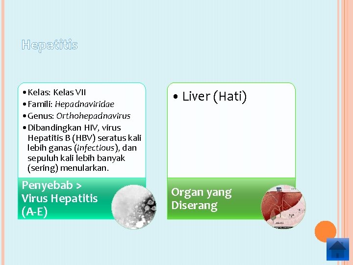 Hepatitis • Kelas: Kelas VII • Famili: Hepadnaviridae • Genus: Orthohepadnavirus • Dibandingkan HIV,