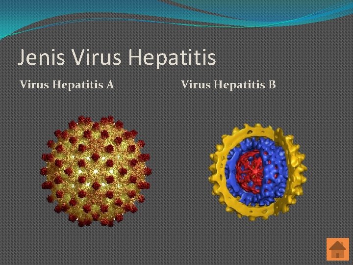 Jenis Virus Hepatitis A Virus Hepatitis B 