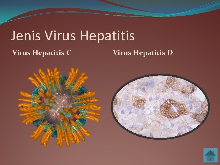Jenis Virus Hepatitis C Virus Hepatitis D 
