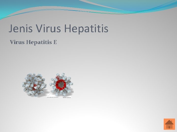 Jenis Virus Hepatitis E 