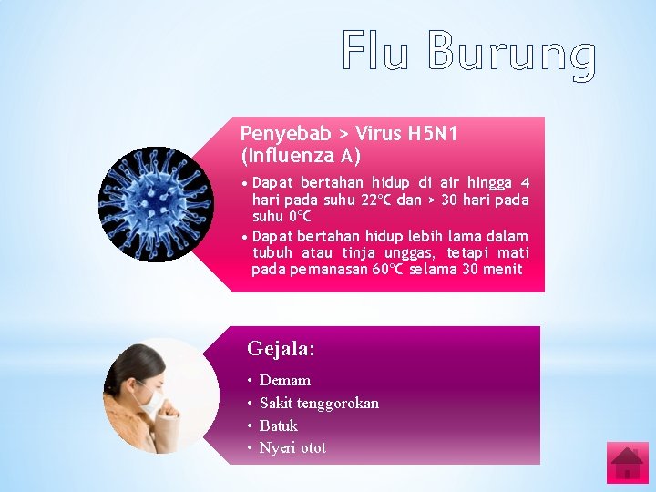 Flu Burung Penyebab > Virus H 5 N 1 (Influenza A) • Dapat bertahan