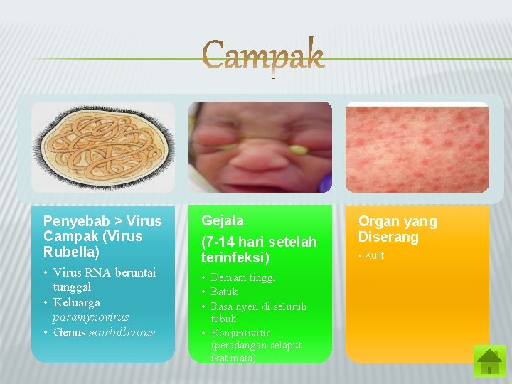 Penyebab > Virus Campak (Virus Rubella) • Virus RNA beruntai tunggal • Keluarga paramyxovirus