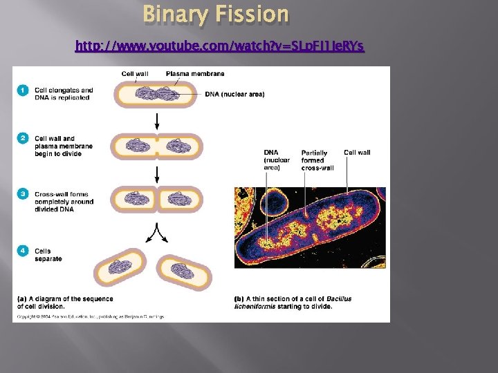 Binary Fission http: //www. youtube. com/watch? v=SLp. FJ 1 Je. RYs 