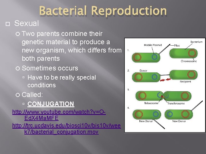  Sexual Bacterial Reproduction Two parents combine their genetic material to produce a new