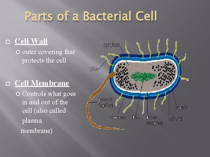 Parts of a Bacterial Cell Wall outer covering that protects the cell Cell Membrane