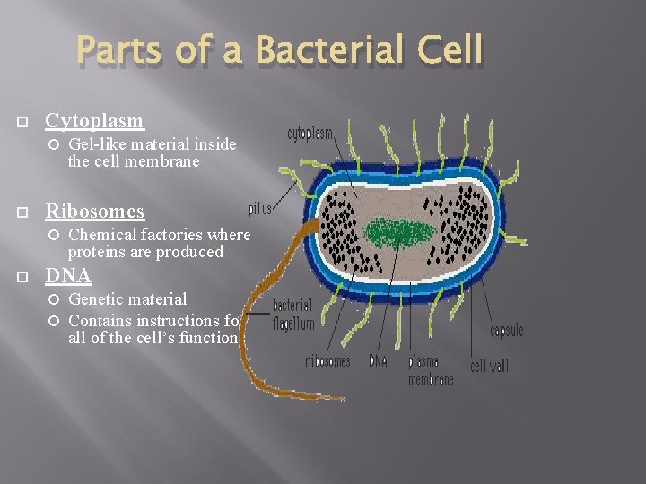 Parts of a Bacterial Cell Cytoplasm Ribosomes Gel-like material inside the cell membrane Chemical