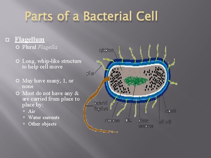 Parts of a Bacterial Cell Flagellum Plural Flagella Long, whip-like structure to help cell