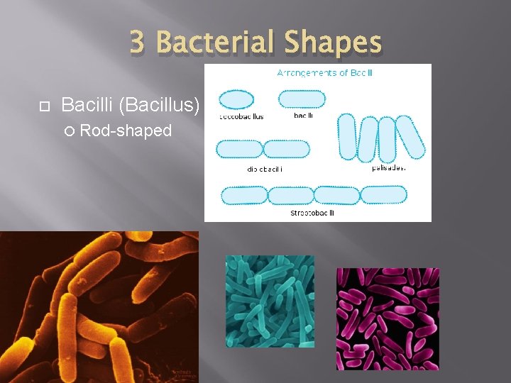 3 Bacterial Shapes Bacilli (Bacillus) Rod-shaped 