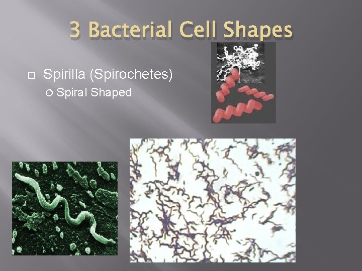 3 Bacterial Cell Shapes Spirilla (Spirochetes) Spiral Shaped 