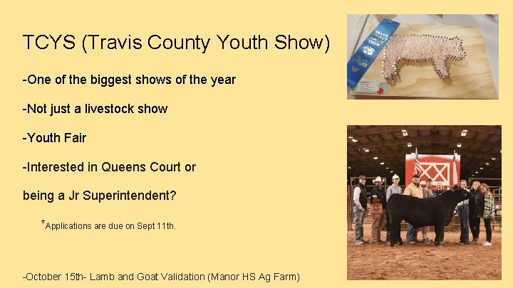 TCYS (Travis County Youth Show) -One of the biggest shows of the year -Not