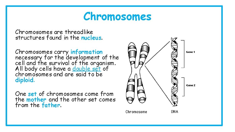 Chromosomes are threadlike structures found in the nucleus. Chromosomes carry information necessary for the