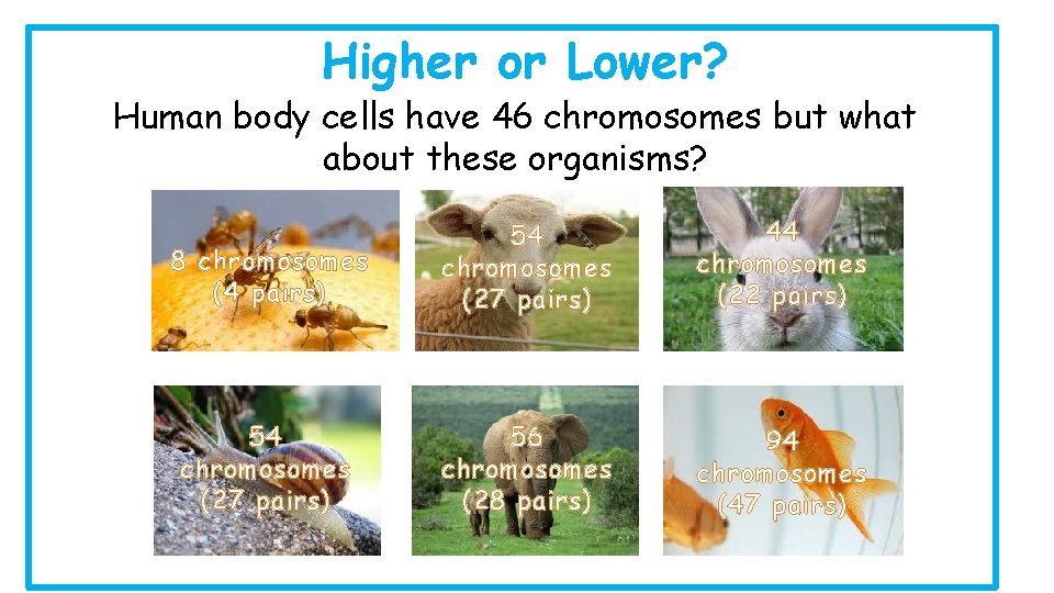 Higher or Lower? Human body cells have 46 chromosomes but what about these organisms?
