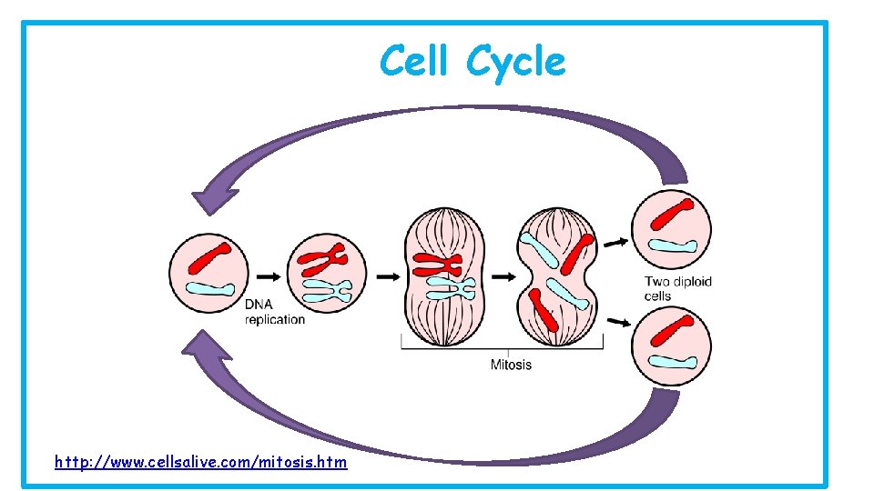 Cell Cycle http: //www. cellsalive. com/mitosis. htm 