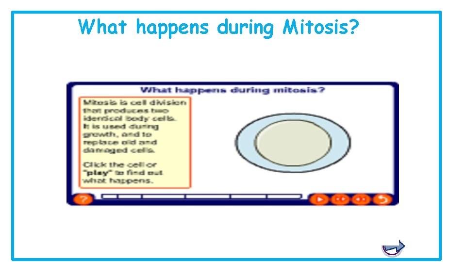 What happens during Mitosis? 