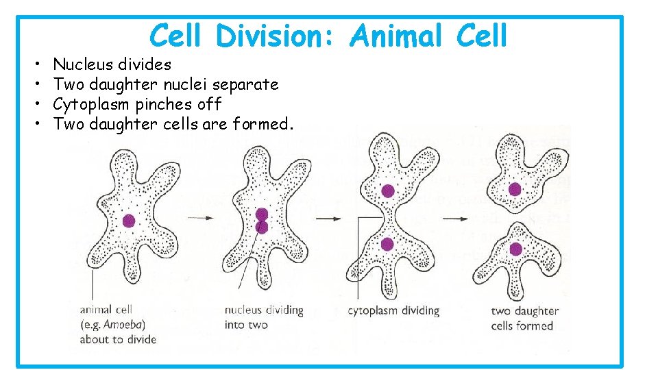  • • Cell Division: Animal Cell Nucleus divides Two daughter nuclei separate Cytoplasm